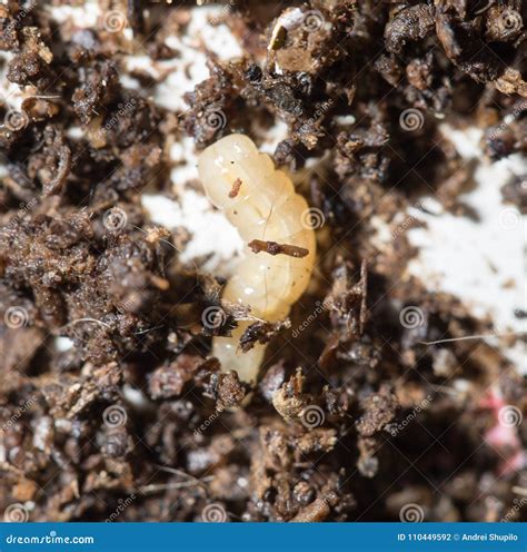 White Fly Larvae In The Soil Macro Stock Photo Image Of Live