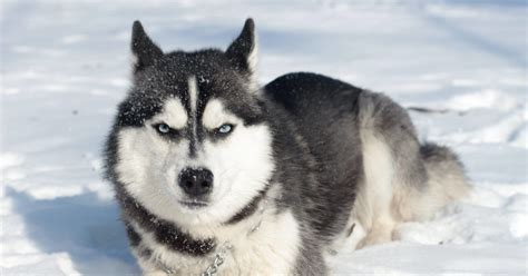 Verzorging Van Een Siberische Husky Waar Moet Je Op Letten Petspedia