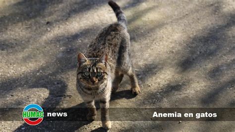 Anemia en gatos Cómo se diagnostica y se trata Humac