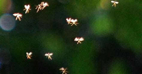 Pictured: Fairies 'caught on camera' by lecturer John Hyatt who says ...