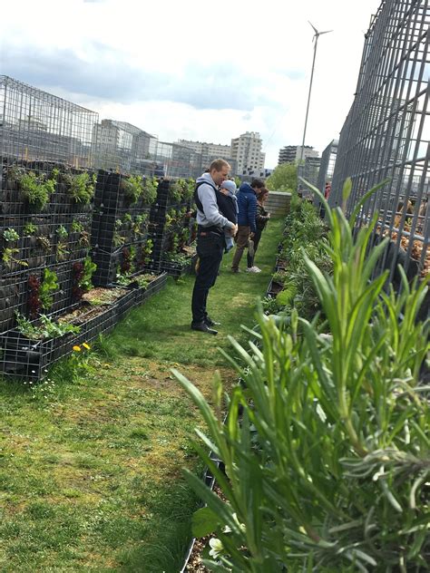 Récolte de nos urban farmers dans leur potager entretenu Peas Love