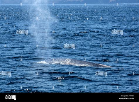 Ballena Azul Balaenoptera Musculus Fotografías E Imágenes De Alta Resolución Alamy