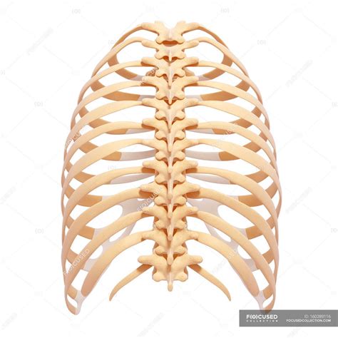 Human Rib Cage Anatomy Mid Section Human Body Stock Photo