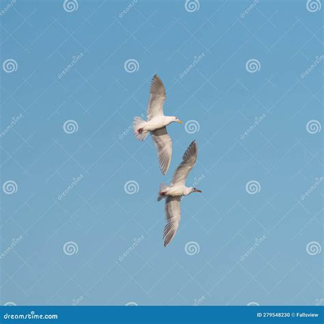 Glaucous Winged Gull In Fly Stock Photo Image Of Gliding Lakeside