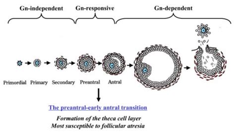 Ovary Development Embryology