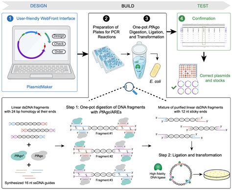 Synthetic Biology A Brief Overview Springbok LLC