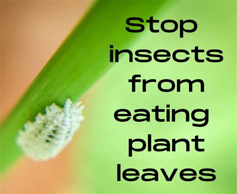 How To Stop Insects From Eating Plants Naturally