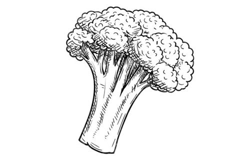 Broccoli Drawing