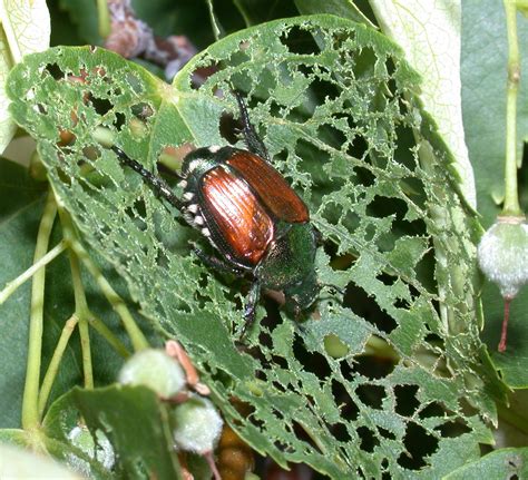 Japanese Beetle Damage