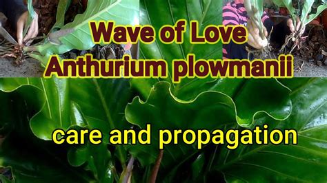 Wave Of Love Anthurium Plowmanii Care And Propagation YouTube