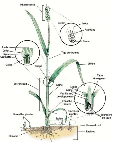 Habitus Système racinaire Plante La science des plantes