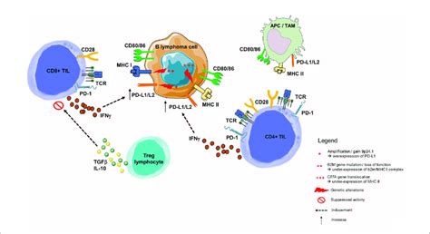 Immune Escape Through Pd 1 Pd L1 Pathway In B Cell Malignancies As Download Scientific