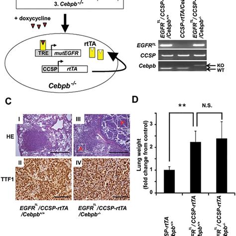 Cebpβ Is Expressed In Human Lung Cells A Expression Of Cebpb In