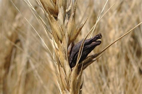 How A Worldwide Destructive Cereal Disease Problem Was Solved In