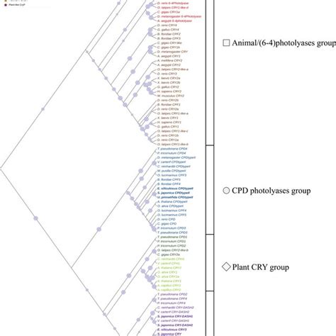 The Phylogenetic Relationship Between Cpf Proteins From Several