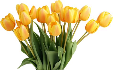 Ai Generated Yellow Tulips Png 37500617 Png