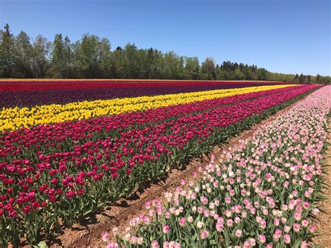 Auto Cueillette De Tulipes Nous Sommes Ouvert Le Premier Champ De