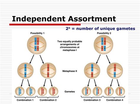 Ppt Cell Division Mitosis And Meiosis Powerpoint Presentation Free Download Id 440792