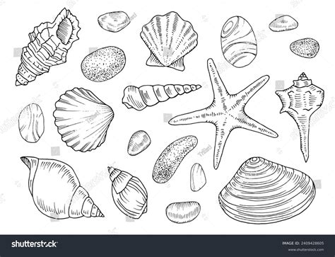 Seashell Vector Set Outline Illustration Of Royalty Free Stock