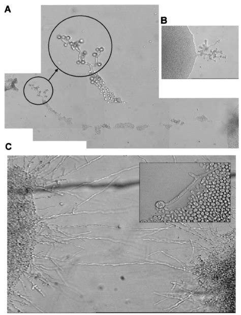 Hog Mutants Show Defects In Chlamydospore Formation Images Show The