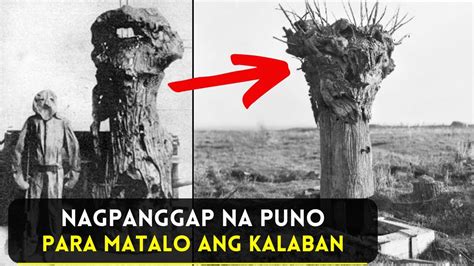 Nagpanggap Na Puno Para Matalo Ang Kalaban Sa Gera Punong Pang Gera