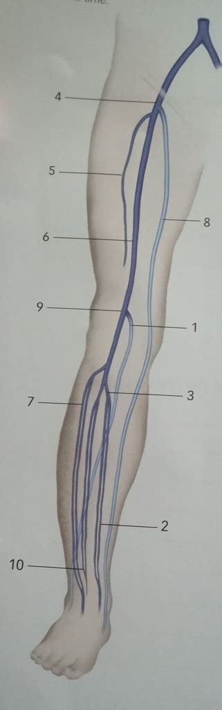 Ch 3 Lower Extremity Veins Diagram Quizlet