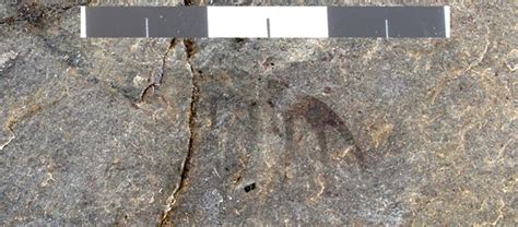 Anomalocarids from the Cambrian of Utah