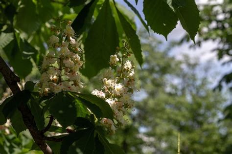 Premium Photo | Flowers of a chestnut tree on a fotne of green leaves ...