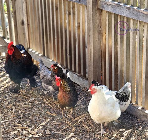 Understanding Local Regulations For Keeping Backyard Chickens