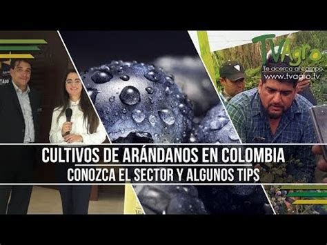 Tv Agro Te Acerca Al Campo Cultivos De Ar Ndanos En Colombia Conozca