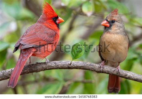 Male Female Redbirds Images Stock Photos Vectors Shutterstock