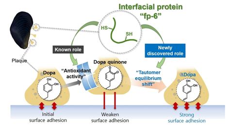 How Mussels Maintain Adhesion Underwater Eurekalert