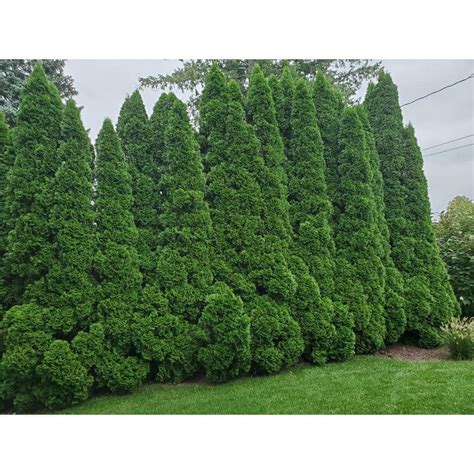 Cottage Gardens 2 Gal Emerald Green Arborvitae Plant 13thu2egr The Home Depot