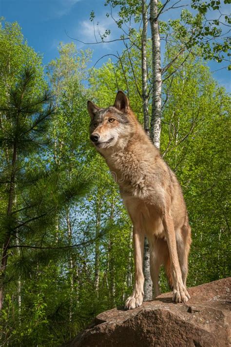 Grey Wolf Canis Lupus Stands Atop Rock Stock Image Image Of Wolf