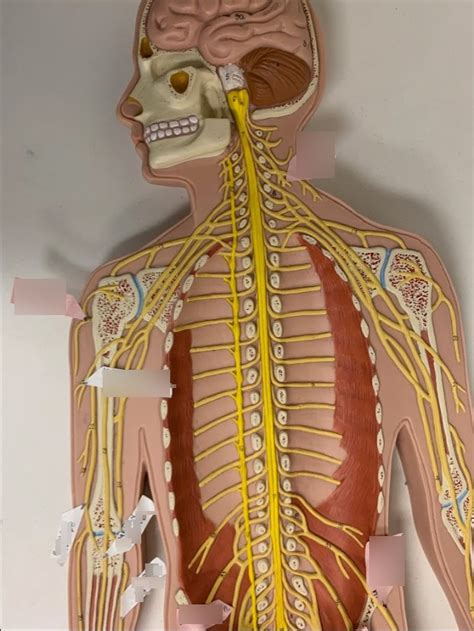 Exercise 19 Peripheral Nerves Diagram Quizlet