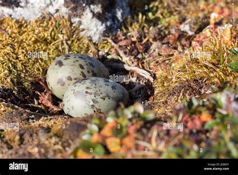 Arctic Tern Egg Hi Res Stock Photography And Images Alamy