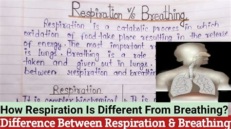 Respiration Vs Breathing In English Difference Between Respiration