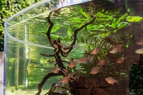 School Of Fish Swimming In A Beautiful Aquarium Stock Photo By Rltheis