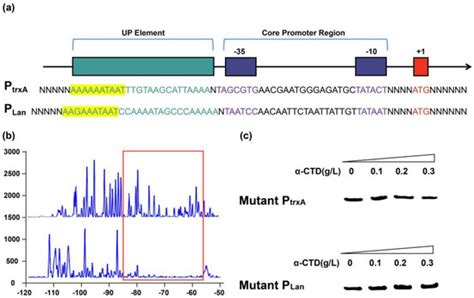 Ijms Free Full Text Engineering Of Bacillus Promoters Based On