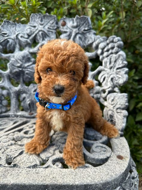 F1b Mini “Teddy Bear” Goldendoodles | Love My Doodles