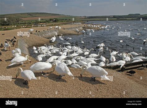 Mute Swan Cygnus Olor Adults Flock Feeding At Edge Brackish Lagoon