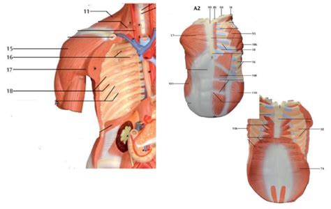 Torso Model Muscles Diagram Quizlet