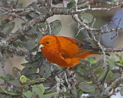 Native Hawaiian Forest Birds of Hawai'i Volcanoes National Park (U.S ...