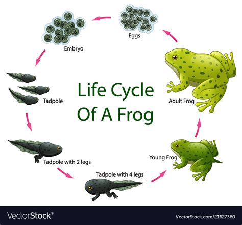 Life Cycle Frog Royalty Free Vector Image Vectorstock