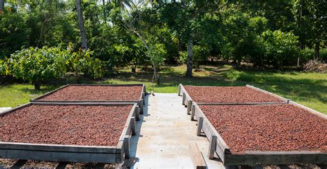 Cacao génétique culture récolte Dossier