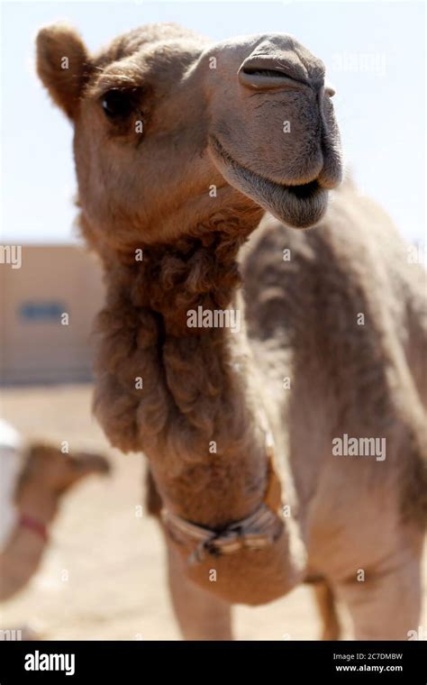 Primer Plano De Un Camello Sonriendo A La C Mara En El Desierto