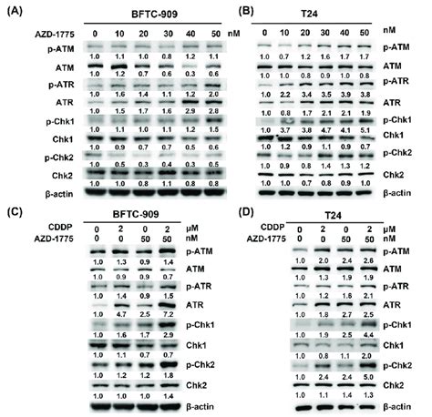 Combination Treatment With Cisplatin And AZD1775 Enhances DNA Damage