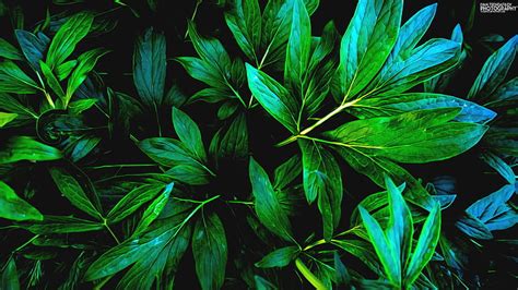 Hd Wallpaper Green Plant Leaves Hd Green Leaf Nature Wallpaper Flare