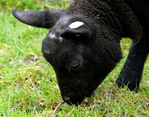 Black Lamb 167365 Days In Colour Judy Van Der Velden Flickr