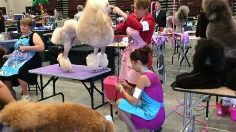 70th Annual Kennel Club Dog Show showcases 100 dog breeds